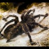 Uzgajanje tarantula pretvorio u unosan biznis 